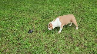 Lucy with her first snake