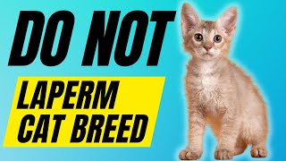 7 Reasons You SHOULD NOT Get A Laperm Cat