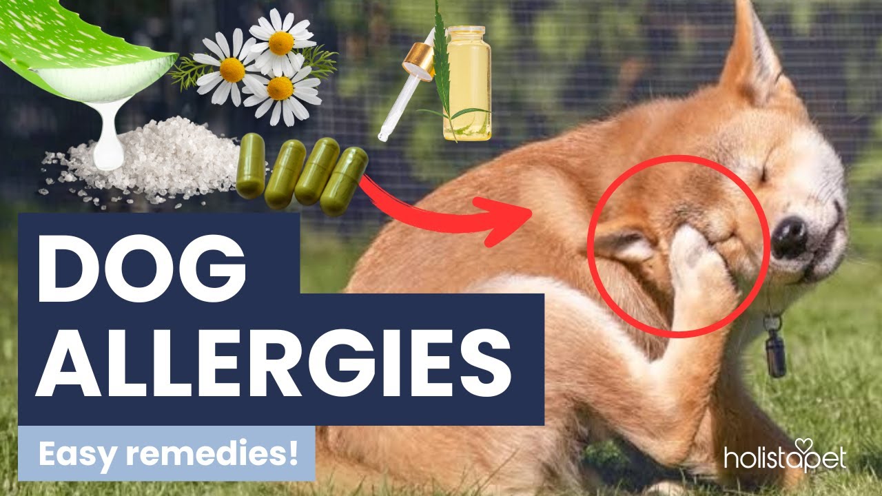 Easy Home Remedies for Dog Allergies