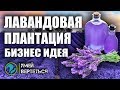 Выращивание Лаванды / Бизнес идея