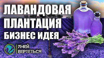Выращивание Лаванды / Бизнес идея