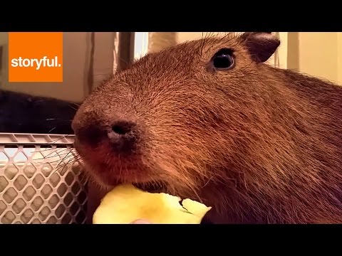 Thumb of Capybaras Are Incredibly Picky Eaters video