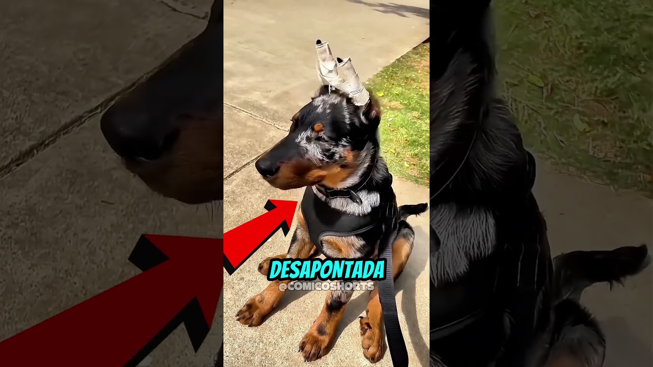 O segredo por trás das orelhas em pé do Doberman! 🐕‍🦺❤️