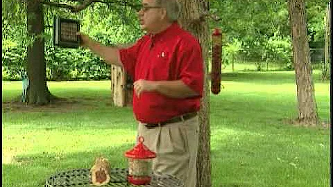 Attracting Clinging Birds to your backyard By GardenAccentHeaven.com