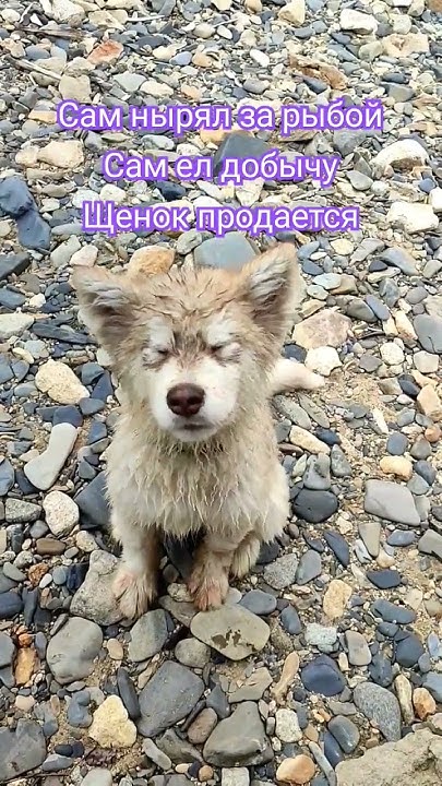 Щенок Аляскинский маламут #владивосток #аляскинскиймаламут #щенок - YouTube