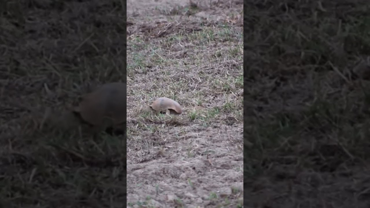 Gopher tortoise slides down hole in the ground 