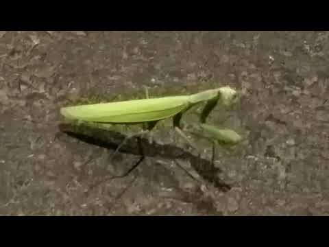 Praying Mantis dance...