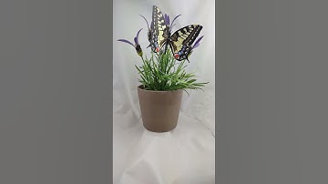 Robotic Insect: Moving Butterfly - Swallowtail