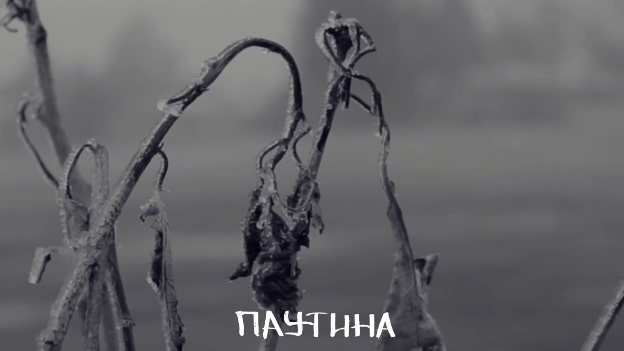 Паутина Паутина | Ryfma
