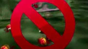 How to have a scuttlebug jamboree