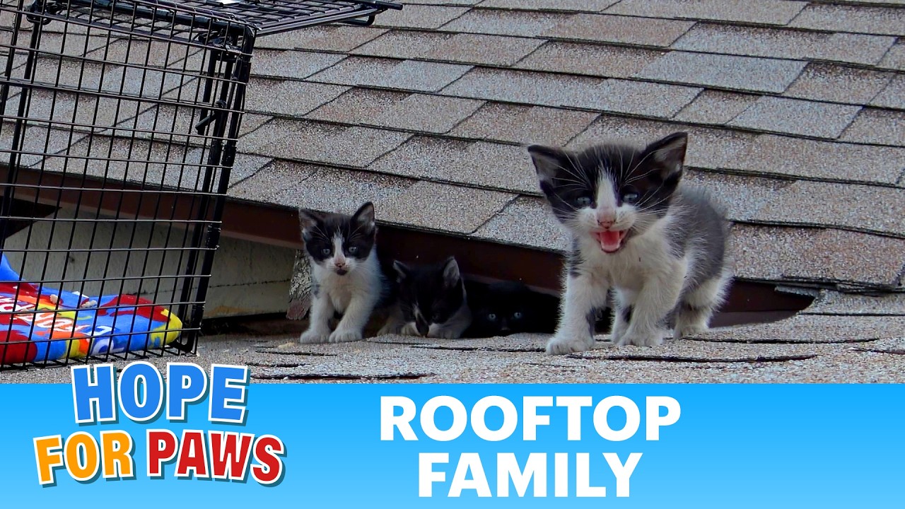 Polydactyl Kittens Trapped on a Hot Roof Awaiting Rescue from Hope For Paws – Video