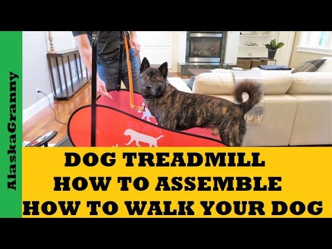فيديو: كيفية استخدام Trotter مع الكلب الخاص بك