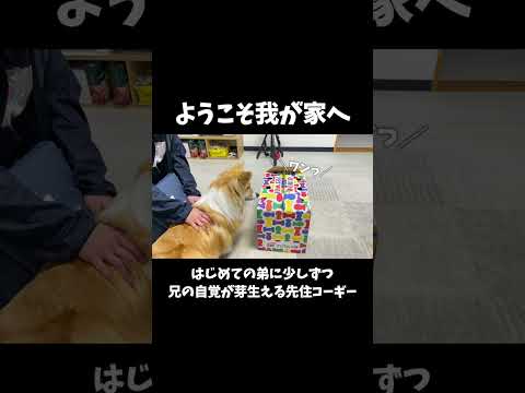 【初対面した日】コーギーの子犬と先住犬 #shorts