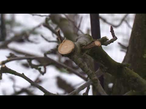 Video: Sprievodca prerezávaním stromov Ginkgo: Kedy rúbate stromy Ginkgo