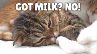 My Kittens Tried To Milk Lulu Kittisaurus