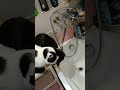 котик пьёт воду с крана