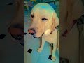 1 million 🪬😅 #funny #viral #labrador #funnyanimal #funnypet #doggielife #comedy #funnydog #million