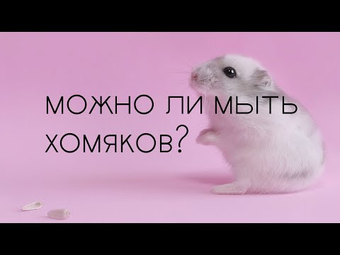 Можно ли мыть хомяков?🐹🏊