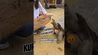 Anomali Capybara pencuri 😐