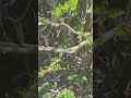 swarm