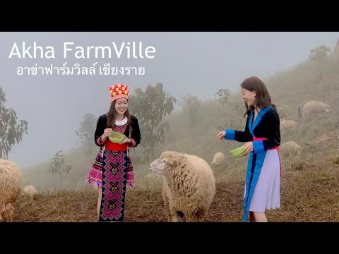 Akha Farmville : อาข่าฟาร์มวิลล์ | ไปหาน้องแกะ อ.แม่สรวย เชียงราย #ฟาร์มแกะเชียงราย #อาข่าฟาร์วิลล์