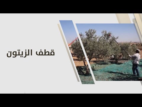 م أمل القيمري قطف الزيتون زراعة وبيئة
