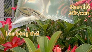 Mua cá lóc bông thái với giá 20k và quá trình thuần lóc bông