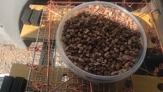 Outdoor Dehydrator Day 5 End of Experiment by RVFreeDa 35 views 2 months ago 7 minutes, 49 seconds
