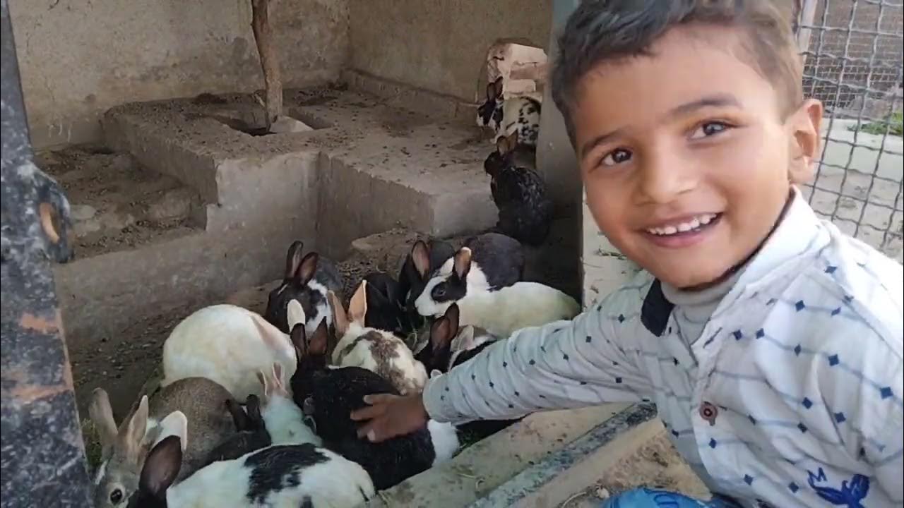 Rabbit Farming In Pakistan In Cage YouTube rabbit-farming-in-pakistan-in-cage-youtube
