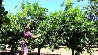 Canopy management trial in high density oranges