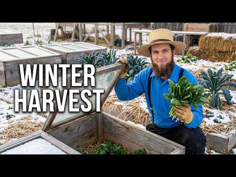The Amish Secret to Growing Fresh Vegetables All Winter Long