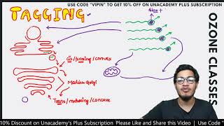 PC8L13: Golgi Complex in Detail | Golgi Apparatus in Endomembrane System- Structure & Functions