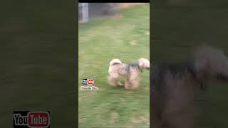 Lakeland Terrier senang main air hujan #fypviral #viralshort #lewatberanda #fypyoutube #fypage #vira