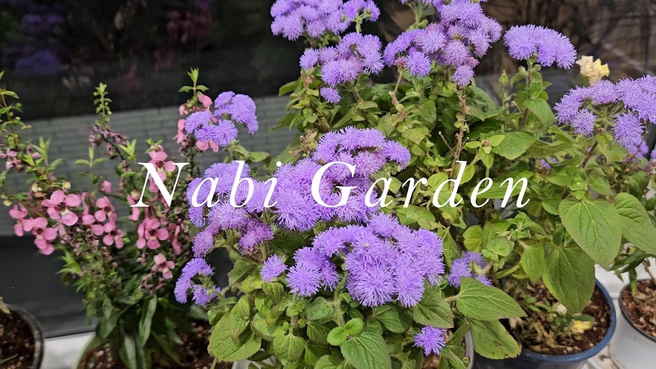 내년을 준비하는 부지런한 꽃들/양평서정이네달력/튜베로즈구근/낙엽멀칭/브라운톤 가을정원/실내월동중인 화초