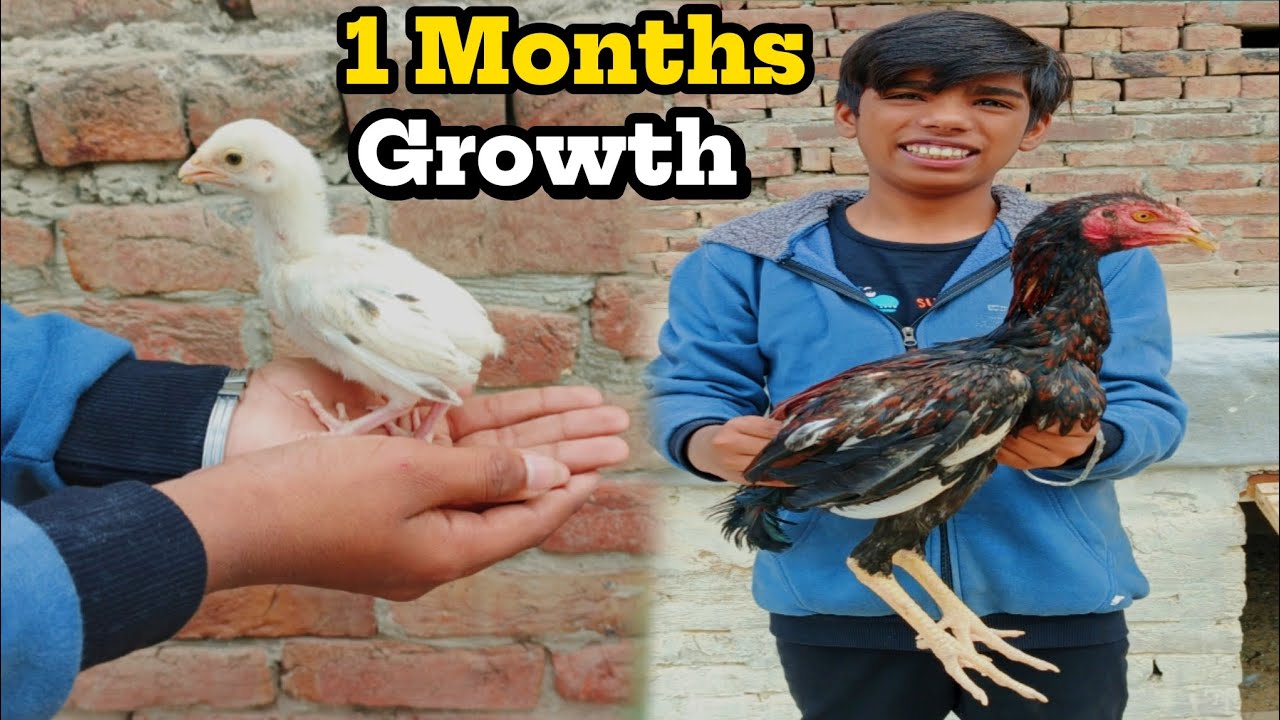 How to growth chicks in 1 months|||BEAST And VLOGZ