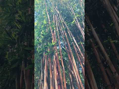 Bamboo In My Backyard Fypシ Bamboo