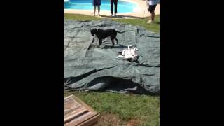 Boxadors on pool cover