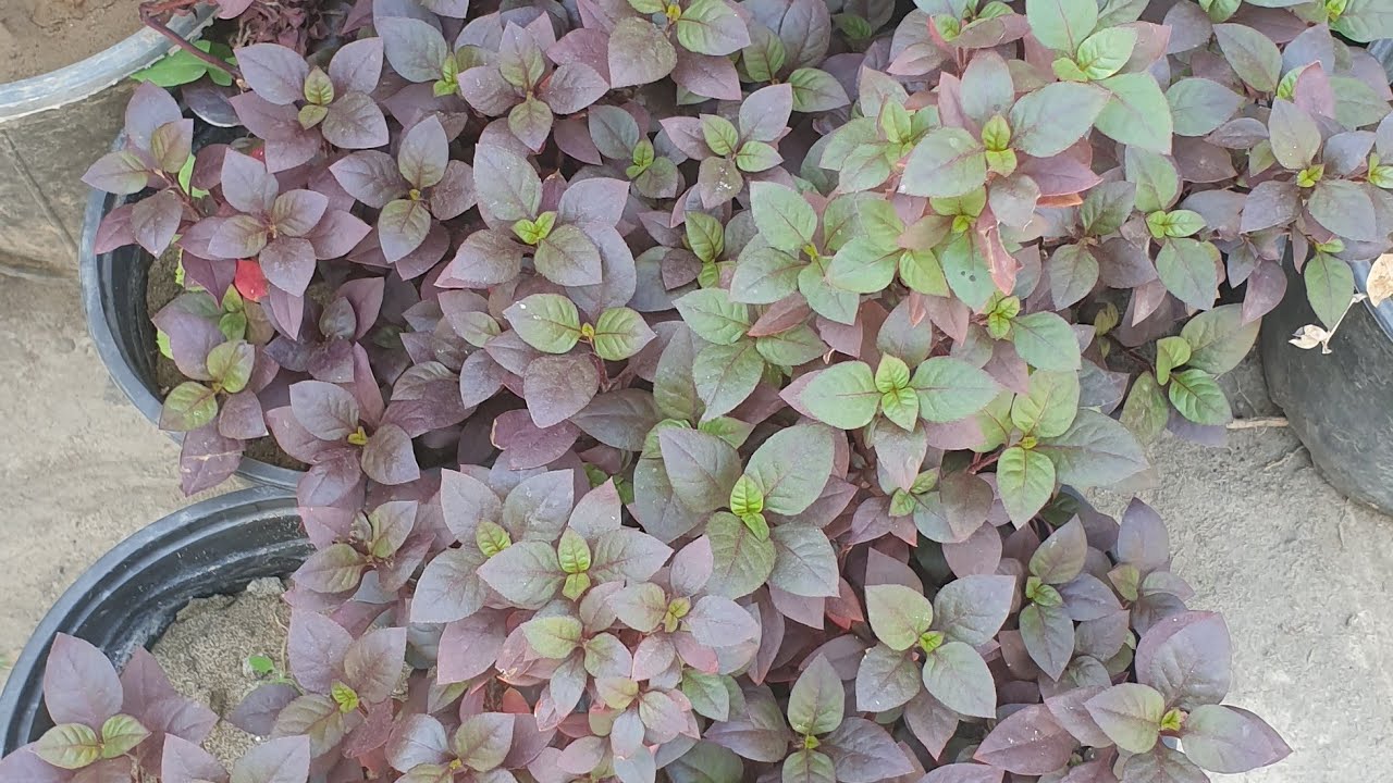 نبات دم العاشق