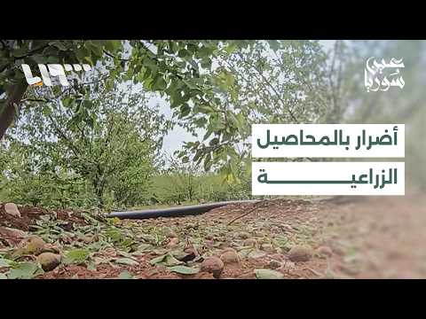 Hailstorm Devastates Daraa's Agricultural Sector
