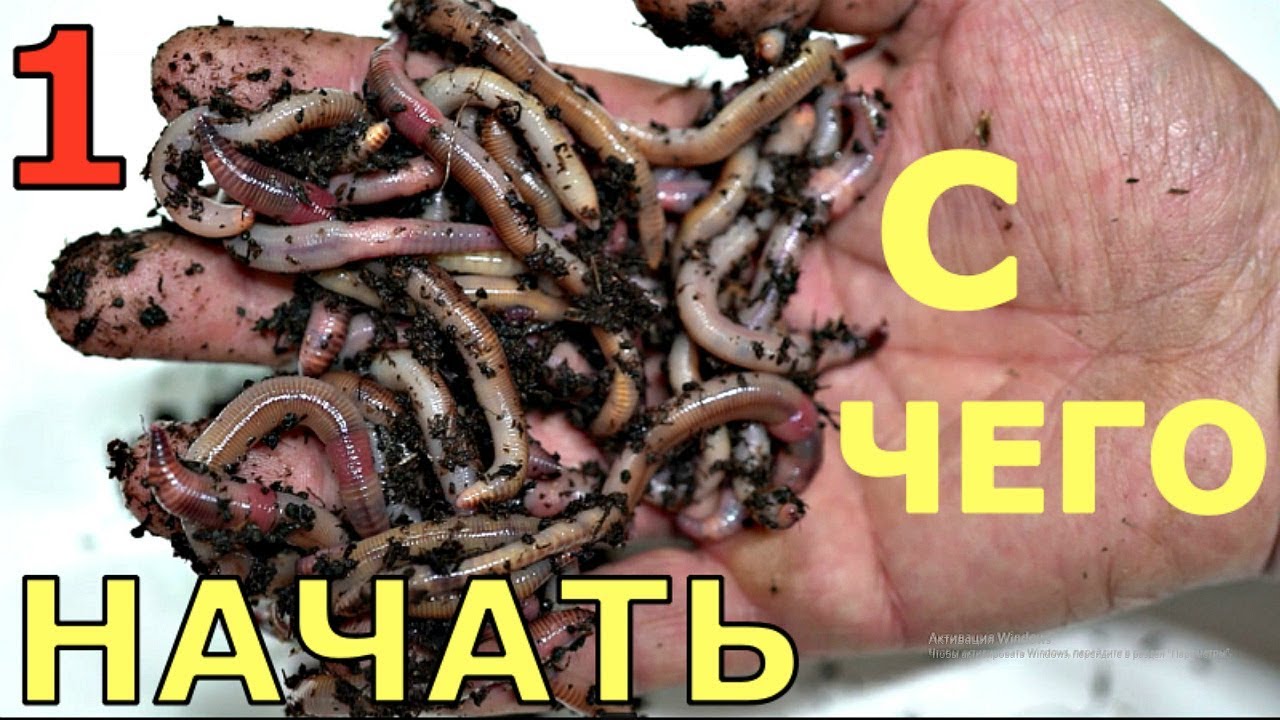 Где разводить калифорнийских червей?