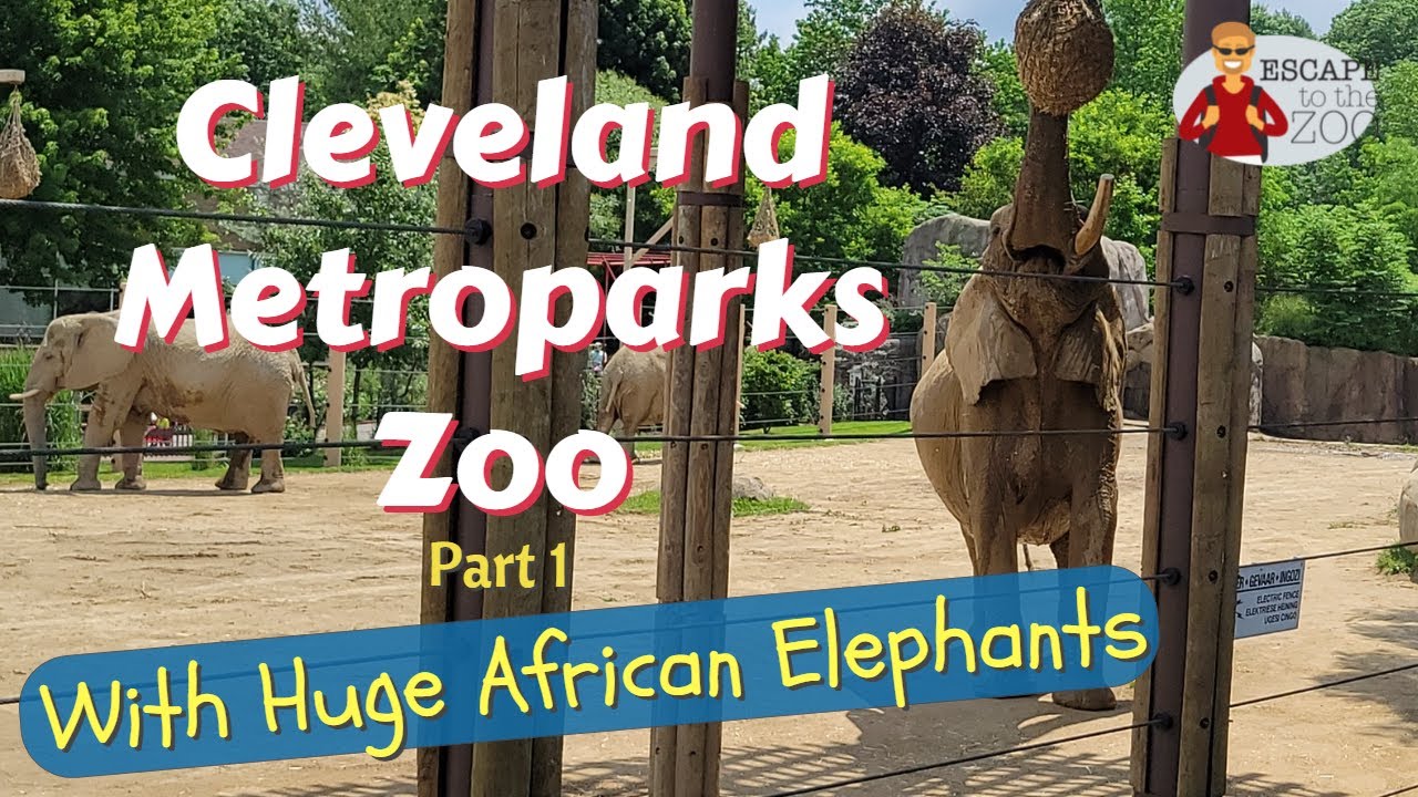 What Day Is The Cleveland Zoo Free What Day Is The Cleveland Zoo Free