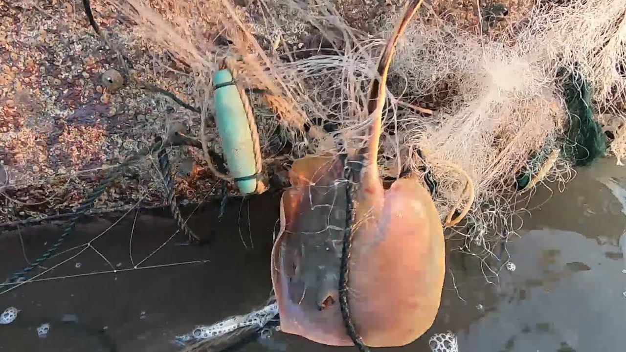 小囿从深缝勾出青蟹，发现巨石上挂着张破网，上面困着不少海货呢