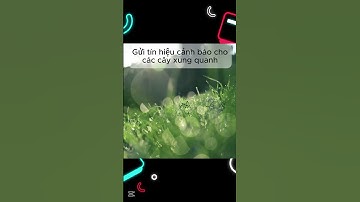 Bí mật đằng sau "Mùi Cỏ Cắt" !!! #kienthuc #shorts #cuccool