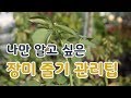 [치치의가드닝클래스] 장미 줄기 관리하기_How to manage the rose stem