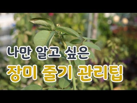 [치치의가드닝클래스] 장미 줄기 관리하기_How to manage the rose stem