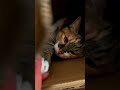 lovely TUAN.#cat #pets #funnyanimals #animals #dog