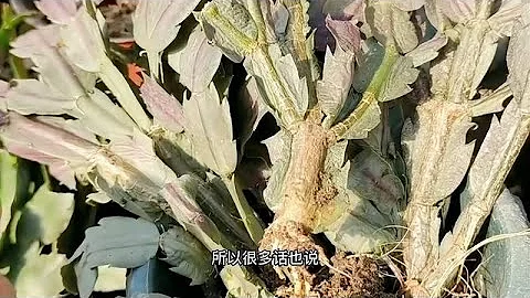 蟹爪兰烂根不要扔，还有机会救活，方法简单 - 天天要闻