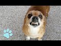 101 Funniest Chihuahua Videos | Try Not To Laugh Challenge 2018