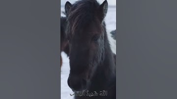 سورة الأنفال و،.كا،،نك تسمعها لأ،.و؛.ل مر.ة 🧡💮..🌷🏵️،💟💞..🌺بصوت الشيخ حمزة مد،بو.ح 🌻❣️،.💙؛💕،،❤️،🌼🌸
