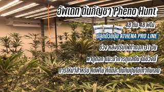 อัพเดท ต้นกัญชา Pheno Hunt 48 ต้น 48 ฟีโน ปลูกด้วยปุ๋ย Athena Pro Line ทำดอกวันที่ 31